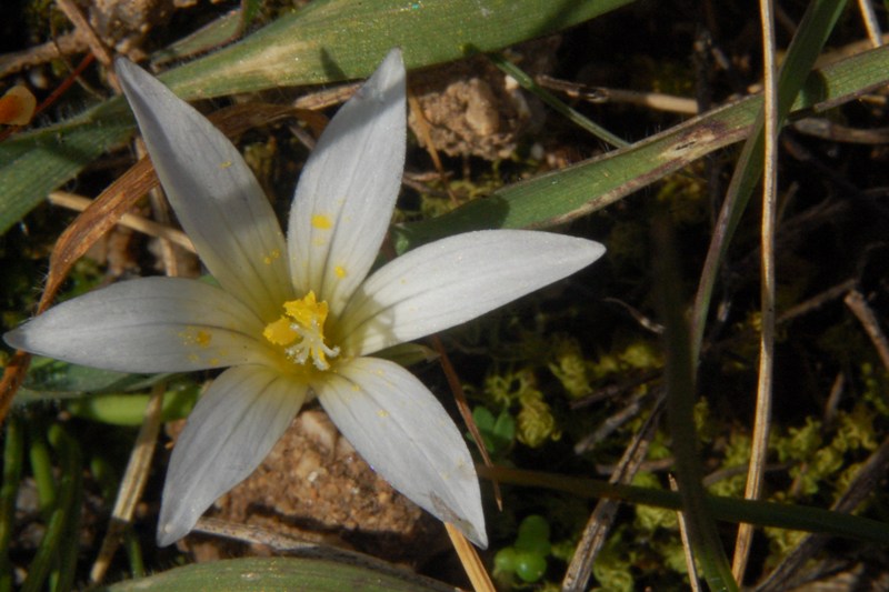 Romulea a confronto (R. columnae e R. ramiflora)